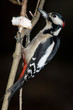 Great spotted woodpecker (Dendrocopos major).