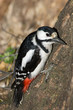 Great spotted woodpecker (Dendrocopos major).