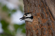 Great spotted woodpecker (Dendrocopos major).