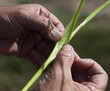 granos de arroz