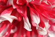 Pink dahlia