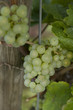 Raisin blanc