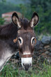 Burro