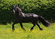 friesian horse