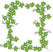 Green ivy  . Vector illustration