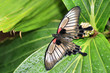 Great mormon butterfly