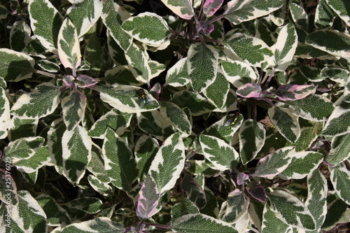 Photo: sage sage