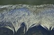 Duckweed