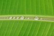 Green banana leaf and water leaf