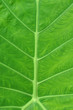 Leaf texture