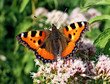 Schmetterling