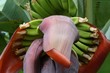 Bananenstaude