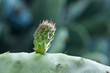 little cactus
