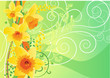 Floral daffodil spring background
