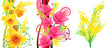 Three beautiful spring floral elements with tulips and mimosa