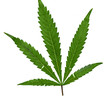 Cannabis Blatt