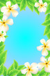 Frame with fresh green leaves and white flowers Frame with fresh green leaves and white flowers