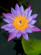 purple lotus