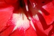 Ants on gladiolus petals Ants on gladiolus petals