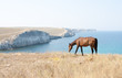 Grazing Horse