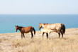 Horse family
