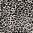 Leopard background