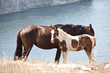 Horse family