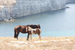 Horse family