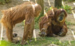 Animal Planet