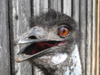 Emu