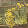 Flower`s shop. Daffodil. Spring time. Vintage old paper texture