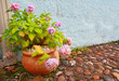 Hortensia in the flower pot