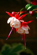 Pink Flowers Macro