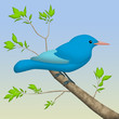 Blue Bird