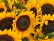 wild sunflowers growing on the side of the road wild sunflowers growing on the side of the road