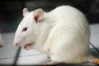 Foto: white (albino) laboratory rat on board during experiment white (albino) laboratory rat on board during experiment