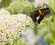 Foto: Beautiful Red Admiral Butterfly on Sedum Flower Blooms Beautiful Red Admiral Butterfly on Sedum Flower Blooms