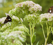 Foto: Beautiful Red Admiral Butterfly on Sedum Flower Blooms Beautiful Red Admiral Butterfly on Sedum Flower Blooms