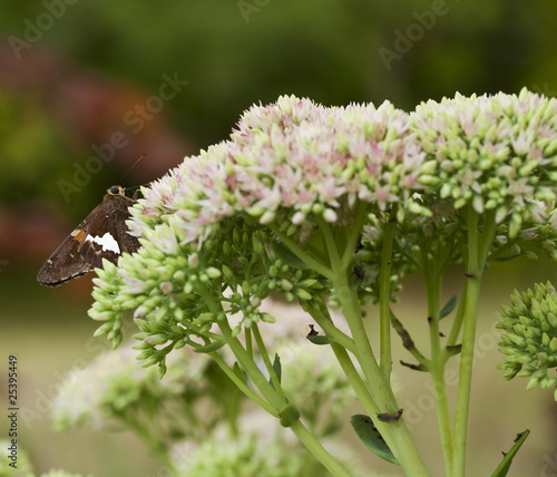 Foto: Beautiful Red Admiral Butterfly on Sedum Flower Blooms Beautiful Red Admiral Butterfly on Sedum Flower Blooms