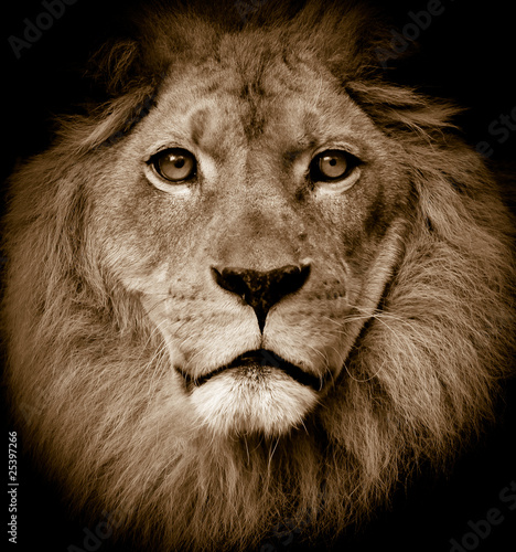 Photo: Lion portrait Lion portrait