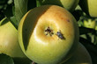 mouche sur la pomme mouche sur la pomme