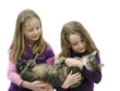 Tabby Cat And Friends