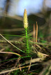 lycopodium moss lycopodium moss