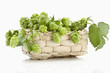 Hopfen