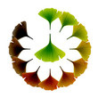 Green Vector ginko Leaves Green Vector ginko Leaves