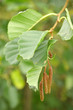 Alder black Alder black