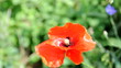 Poppy Flower - Filmed with tripod. Ready to loop.