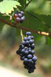Raisin_1