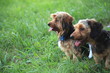 puppies of