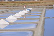 NOIRMOUTIERS les salines